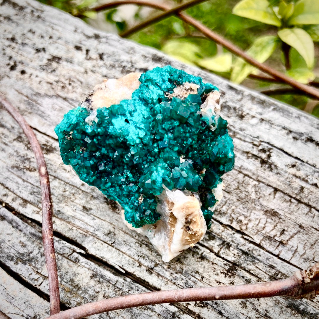 Gorgeous High Grade Dioptase 13